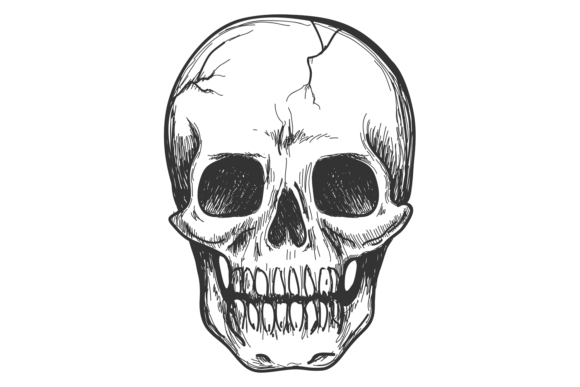 Download Human Skull. Hand Drawn Bone Anatomy Dra - Draw Collection