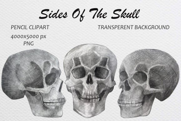 Download Skull Hand Drawn Pencil Drawing Clip Art - Draw Collection