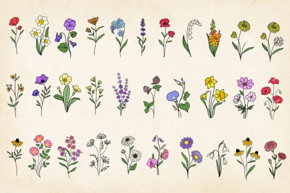 Download Hand-drawn Minimal Wildflowers Bundle - Draw Collection