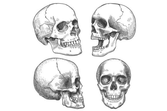 Download Sketch Skull. Hand Drawn Anatomical - Draw Collection